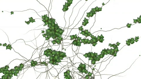 Ivy growing over a white background + alpha Stock Footage 397458