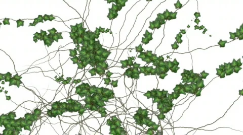 Ivy growing over a white background + alpha Stock Footage 540099