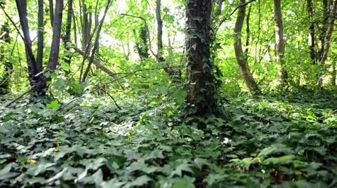 Ivy Growing on a Tree Stock Footage 54143158