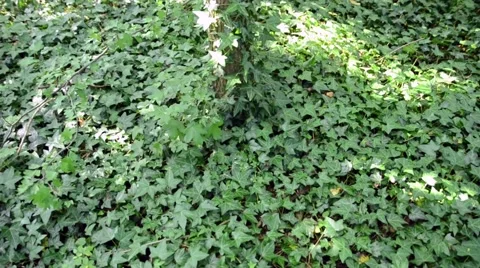 Ivy Growing on a Tree Stock-Footage 54143206