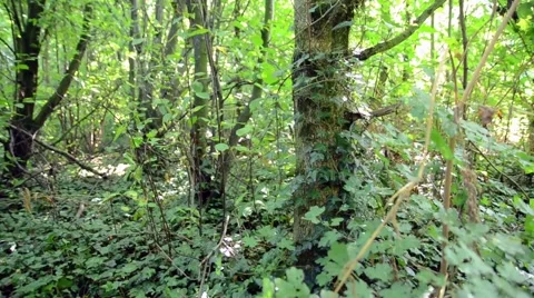 Ivy Growing up a Tree Stock Footage 54143323