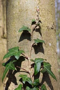 Ivy growing up tree Stock Photos
