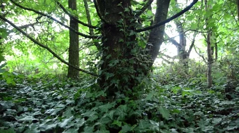 Ivy Growing on a Tree Trunk Stock-Footage 54143208