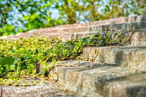 Ivy grows on the castle wall Stock Photos