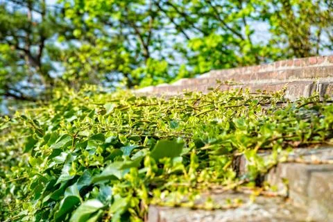 Ivy grows on the castle wall 库存照片