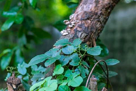 The ivy grows on the dead tree trunk and the background is blurred. Stock Photos