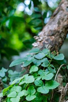The ivy grows on the dead tree trunk and the background is blurred. Foto stock
