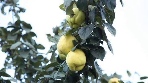 Ivy grows Stock-Footage 113014011