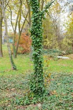Ivy grows on the trunk of a tree. The plant is a parasite. Ivy poisonous, ivy Stockfoto's