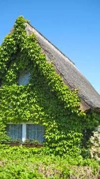 Ivy house Stock Photos