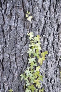 Ivy invading the bark of a pine Stock Photos