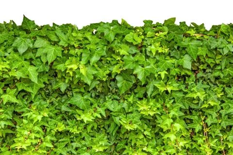 Ivy isolated Stock Photos