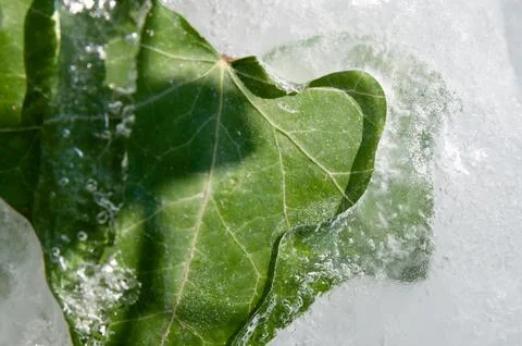 Ivy leaf captured in ice Stock Photos
