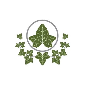 Ivy leaf design vector Stock Illustration