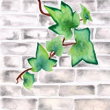 Ivy leaf on grey brick wall watercolor Stock Illustration