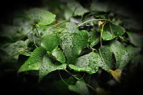 Ivy leaf Stock Photos