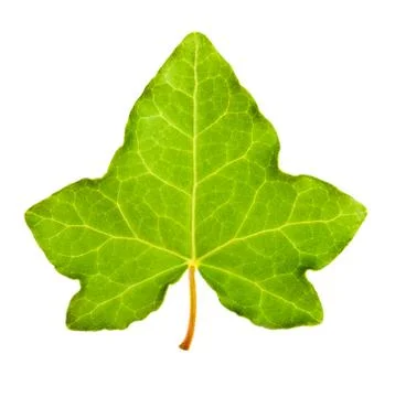 Ivy leaf Stock Photos