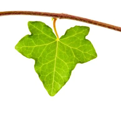 Ivy leaf Stock Photos