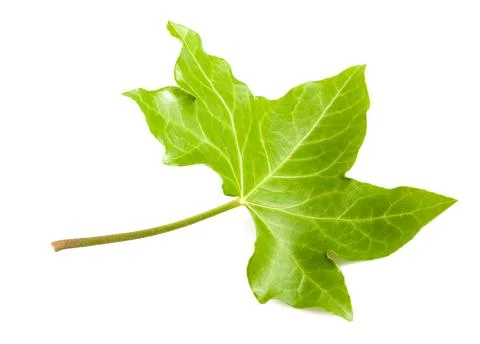 Ivy leaf Stock Photos