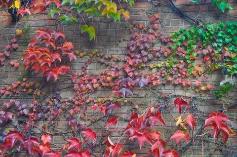 Ivy leaf Stock Photos