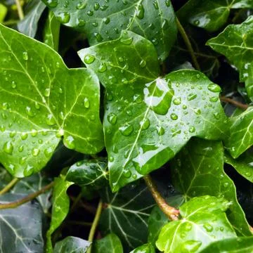 Ivy leaf with rain drops Foto stock