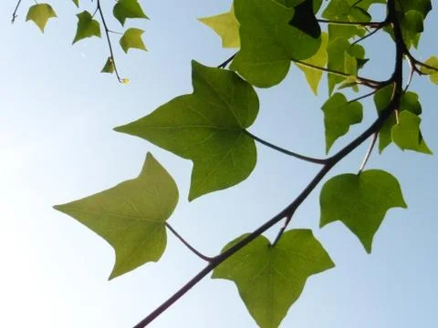 Ivy leaf with sky background Stock Photos
