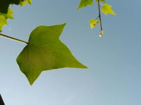 Ivy leaf with sky background Stock Photos