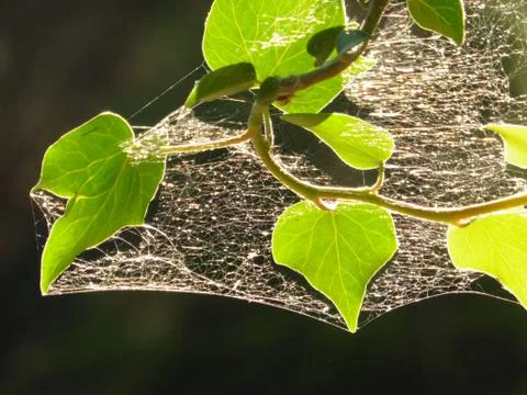 Ivy leaf with spider web 스톡 사진