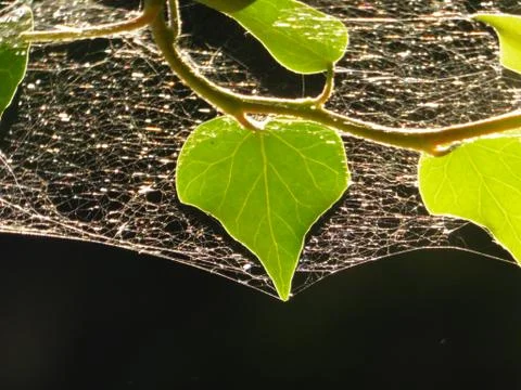 Ivy leaf with spider web 스톡 사진