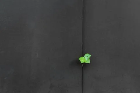 Ivy leaf sticking out between two dark gray black metal panes Stock Photos