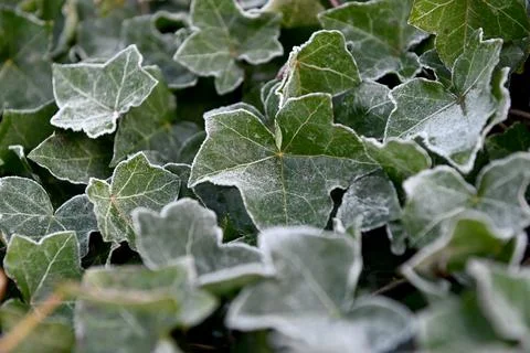 Ivy leafs Foto stock