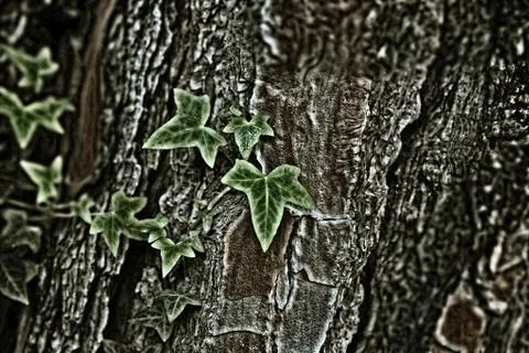 Ivy leafs on a tree cortex hdr Stock Photos