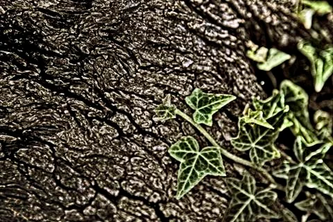 Ivy leafs on a tree cortex hdr 02 Stock Photos
