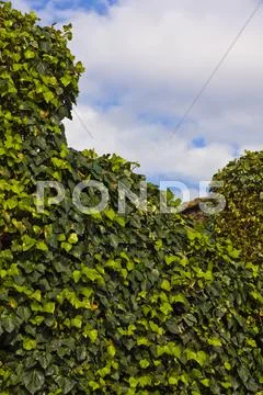 Ivy leaves and blue sky with clouds Stock Photos