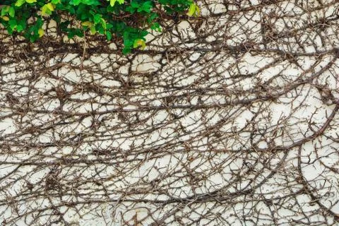 Ivy leaves and root on wall background Stock Photos