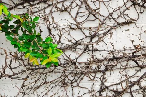 Ivy leaves and root on wall background Stock Photos