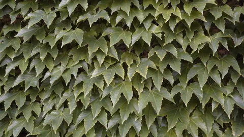 Ivy leaves as a background in 4K Stock Footage 136601139