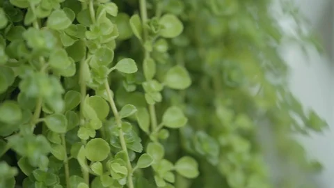 Ivy leaves close up. Stock Footage 101001065