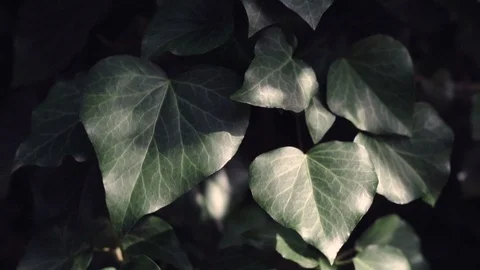 Ivy leaves close up with soft wind and sunshine Stock Footage 106188716