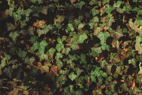 Ivy leaves covered the wall like a solid carpet. Stock Photos