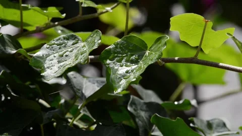 Ivy leaves Stock Footage 148379911