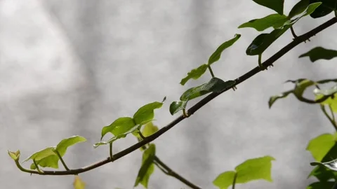 Ivy leaves Stock Footage 148379948