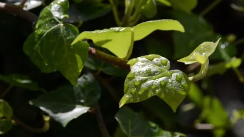 Ivy leaves Stock Footage 148379984