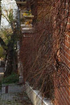 Ivy with leaves on orange bricks Stock Photos