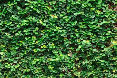 Ivy with leaves for pattern and background Stock Photos