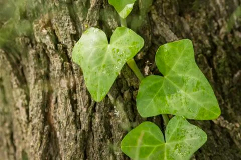 Ivy leaves Stock Photos