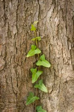 Ivy leaves Stock Photos