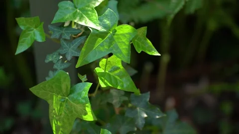 Ivy leaves in the sun move in the wind. Stock Footage 131364402
