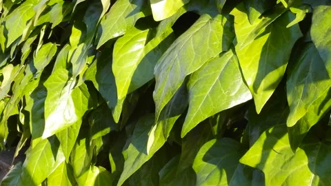 Ivy leaves in the sunlight Stock Footage 189404077