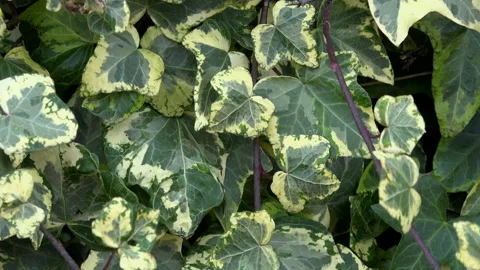 Ivy leaves textured background on tree UK 4K Stock Footage 148455964